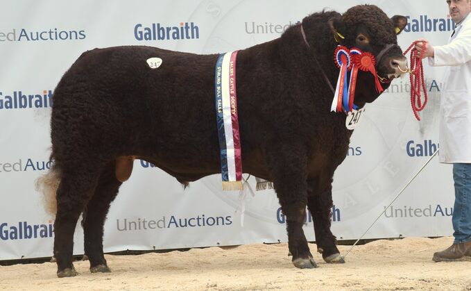 Sale leader, Rednock Seb, from Gill and Malcom Pye, Stirling, which sold for 7,500gns to Austin, Castle Douglas.
