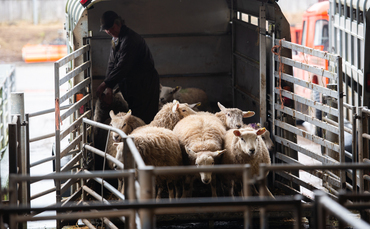farmersguardian.com - Ellie Layton - OPINION: Who is writing these rules? If this EU rule passes, it could destroy UK livestock farming