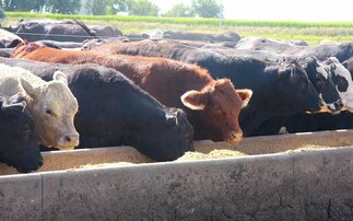 Global beef demand to remain steady despite cost of living