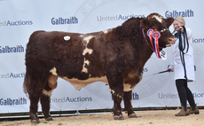 STIRLING BULL SALES: Beef Shorthorns sell to 7,500gns