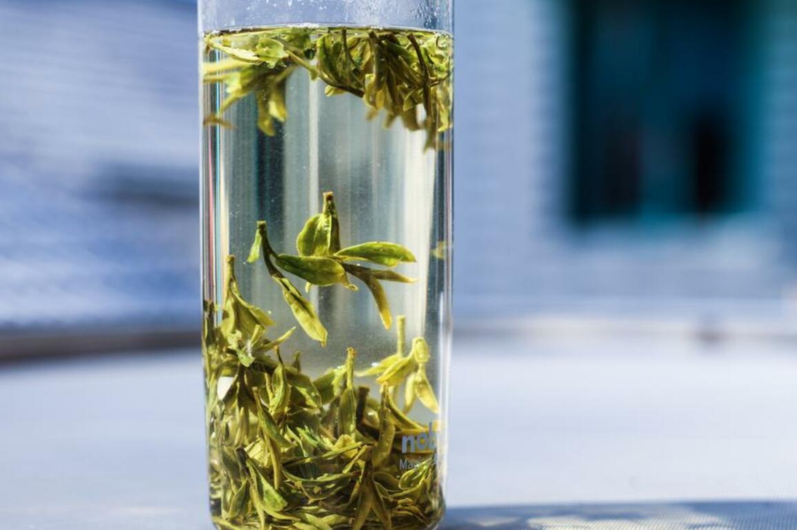 ZhejiangPictorial | Hangzhou's West Lake Longjing tea officially starts to be picked