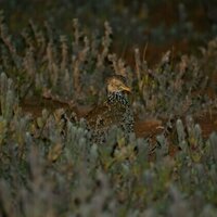 We tracked one of Australia's most endangered birds into strange new habitat