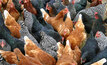 Bird flu cull completed in NSW
