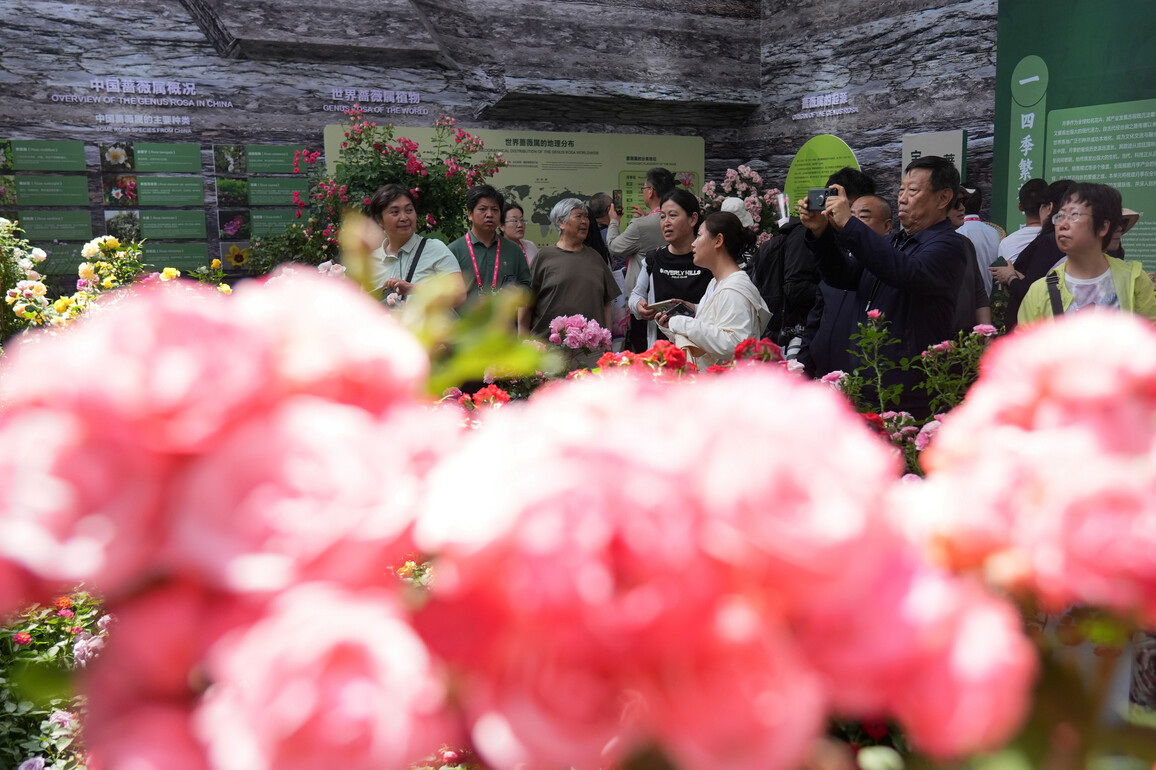 CHINA-BEIJING-MENTOUGOU-ROSE-INT'L SYMPOSIUM (CN)