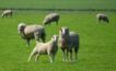  Virbac Animal Health has launched an online portal to help better manage sheep drenching strategies. Picture Mark Saunders.