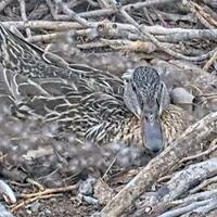 Brown- Mama Mallard has no fear