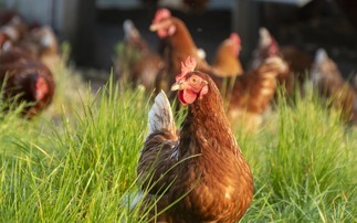 Avian Influenza Prevention Zone lifts as risk reduces  
