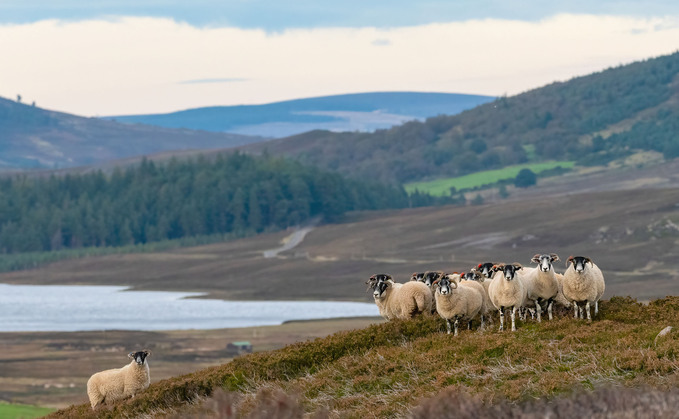 Cairngorms crofters and farmers launch new group