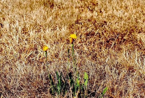 Record temperatures, little rain causes ongoing Portugal drought