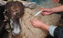 Bluetongue 'soul destroying' for farm vets