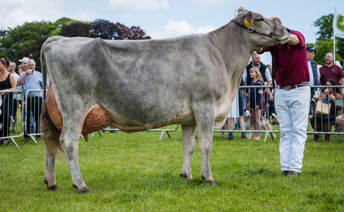 Inter-breed dairy and any other dairy breed champion, Kedar Calvin Sanchia Maria from Jonny Lochhead and Jessica Miller and family, Dumfries