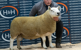 High of £28,000 for North Country Cheviots