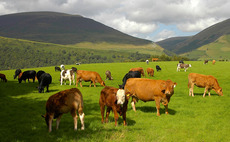 Health risk management in suckler herds