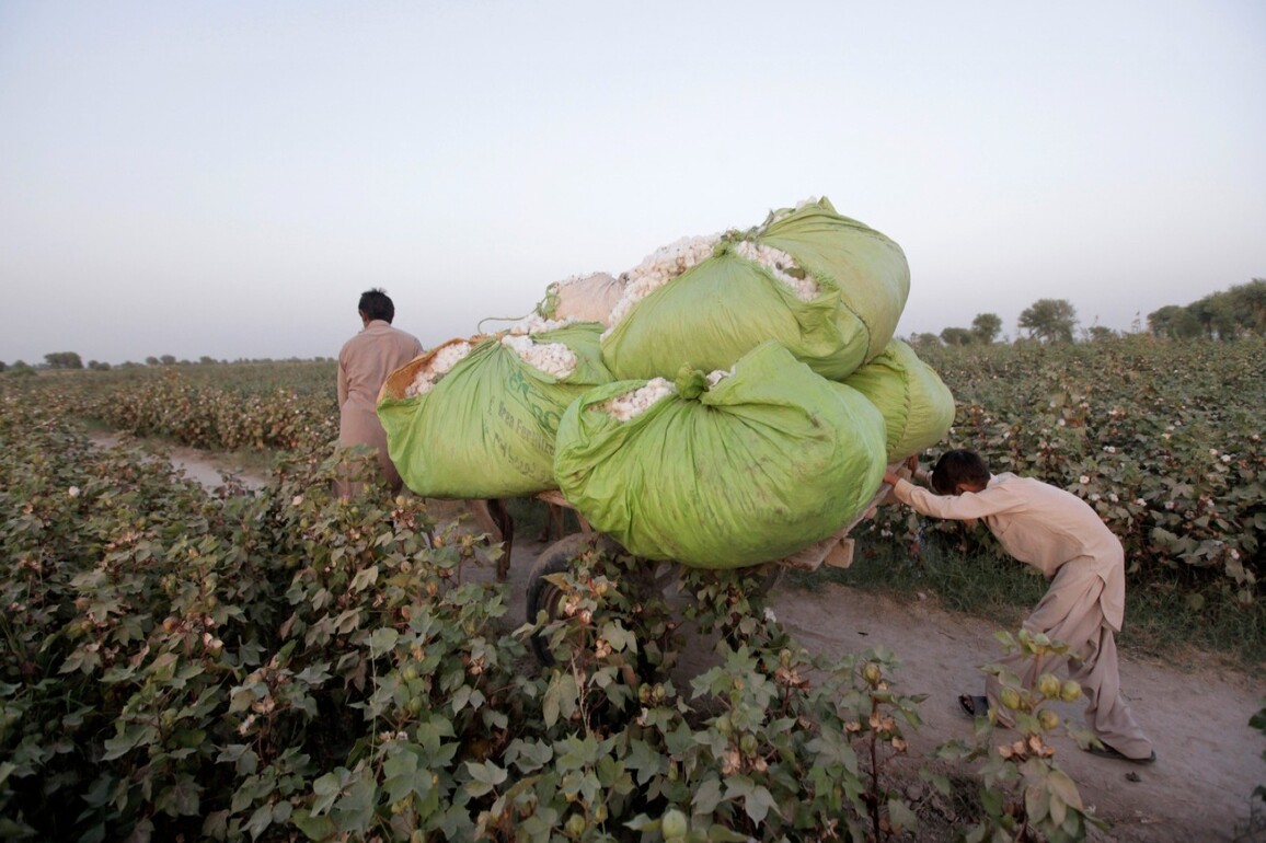 Policy paralysis chokes cotton trade, puts Pakistan's export economy in jeopardy