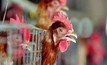 Chinese bird flu fatalities continue to climb