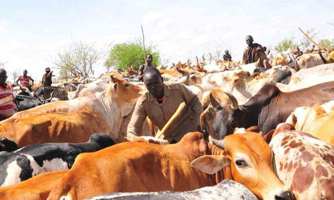 Waterbuck perfumes can put off tsetse fly in cows Waterbuck perfumes can put off tsetse fly in cows