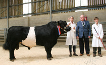 Sales round-up: Shades of Spring sale, breeding cattle and sheep, Belted Galloways