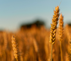 Low emissions wheat promises to slice the carbon footprint of bread