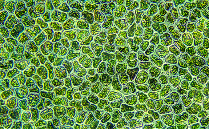 Algae cells | Credit: iStock
