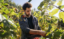 A report commissioned by NFF found horticulture relies on Working Holiday Makers for 44 per cent of its labour force. Credit: Gordon Best, Shutterstock. 