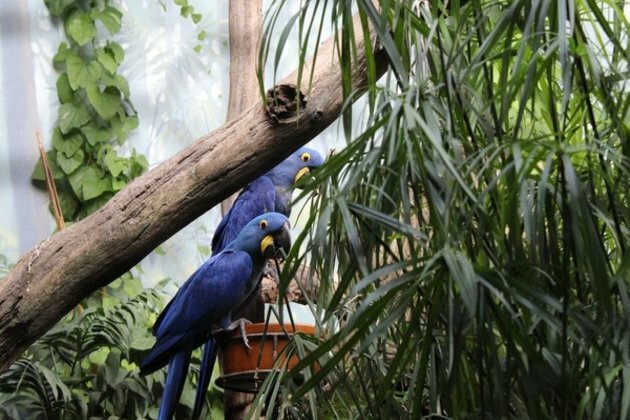Planet's most unique birds at higher risk of extinction