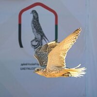 Inaugural Emirates Falcon Racing International Cup in Kuwait showcases heritage sport's rising trajectory