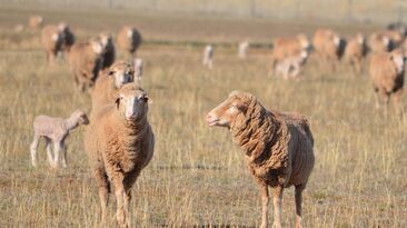 MLA has launched a platform to support WA sheep producers in the transition away from live exports. 