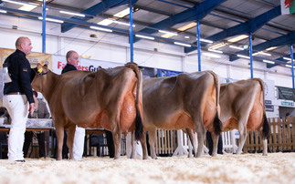 Top marks for Holstein at The Dairy Show 