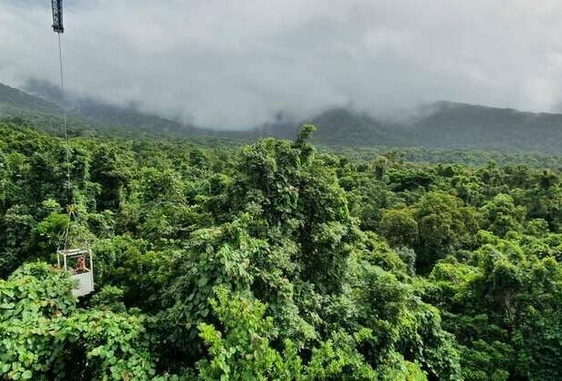 Study shows hot leaves can't catch carbon from the air. It's bad news for rainforests - and Earth