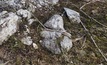 Another 'world-class' lithium discovery on the cards 
