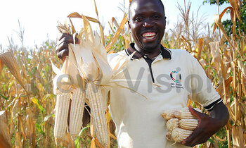Maize 350x210
