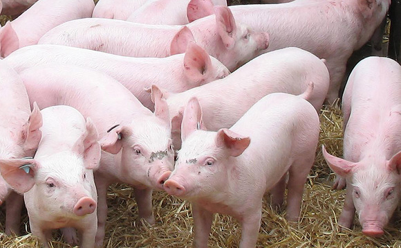Campaigners lay wreaths for pig 'victims'