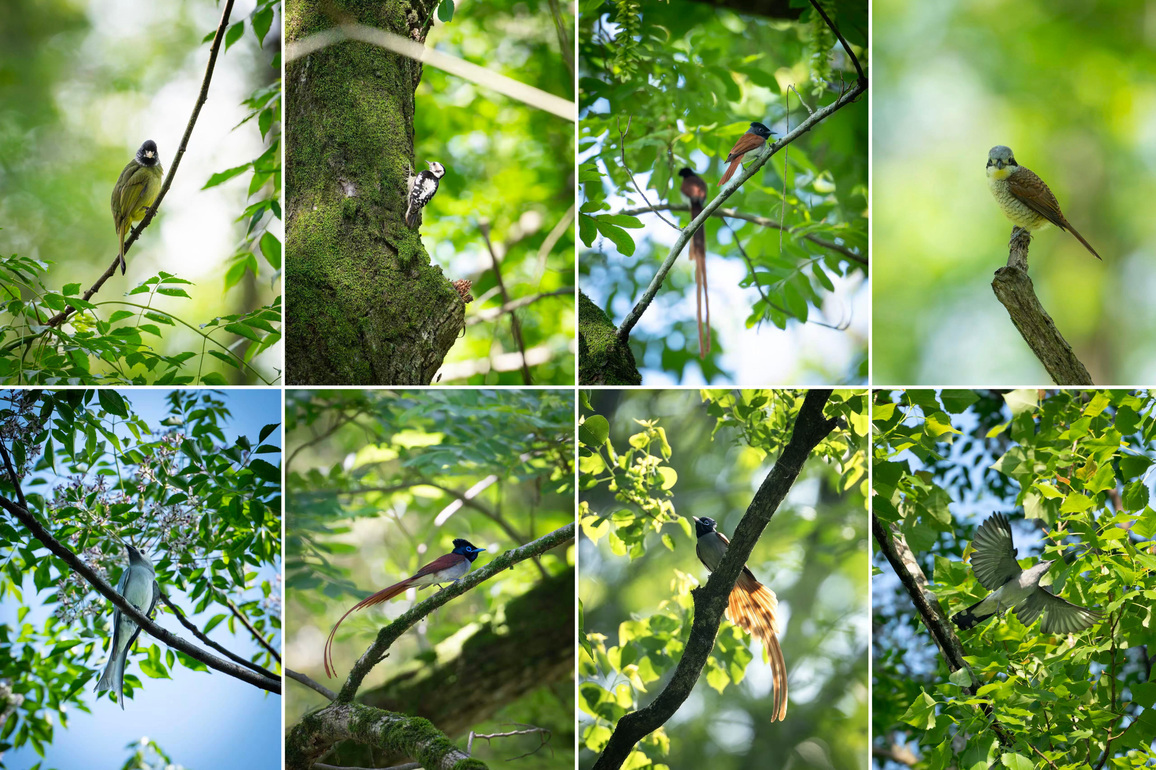 CHINA-ANHUI-HUANGSHAN-ASIAN PARADISE FLYCATCHER (CN)