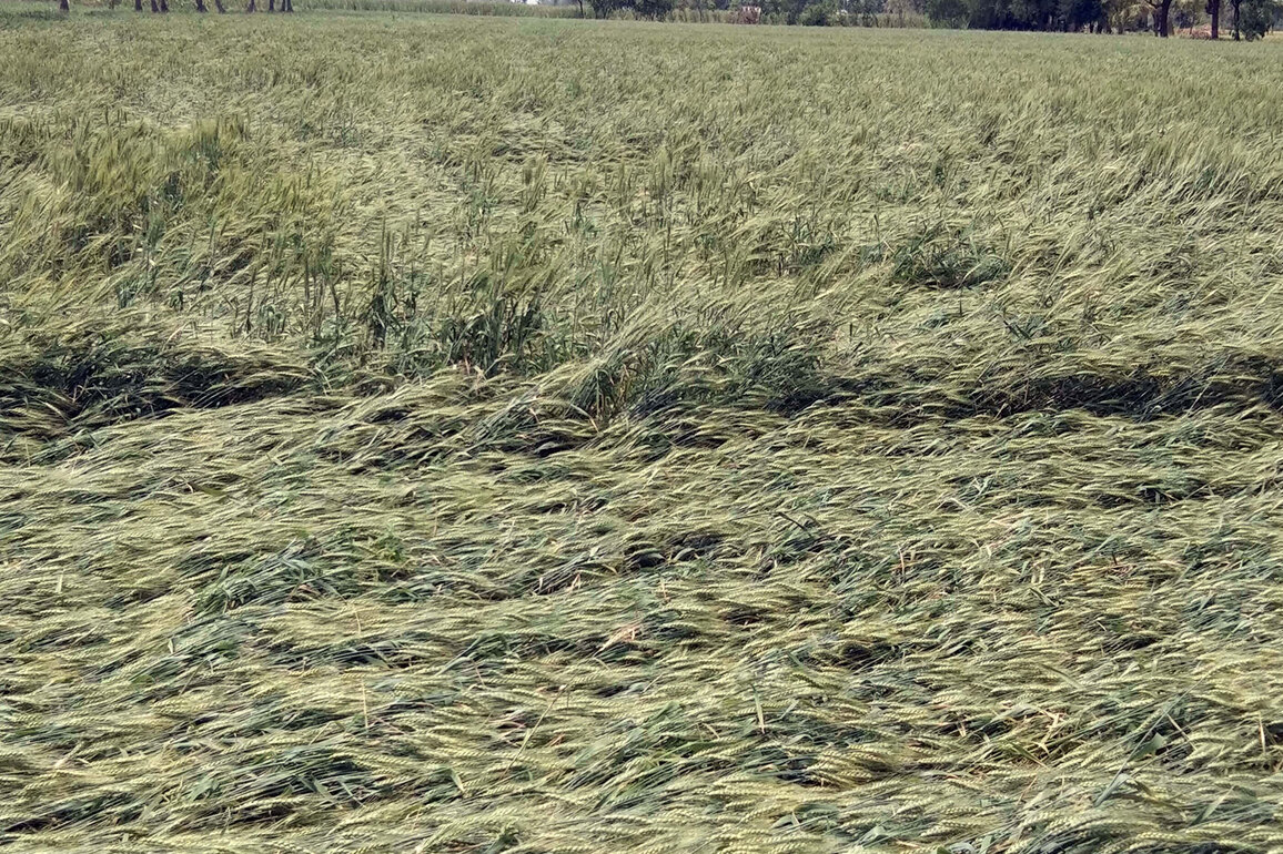 Maharashtra cabinet announces Rs 1339 crore assistance to farmers affected by crop damage