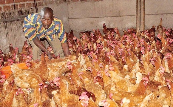 Ssemugenyi mu nkoko ze ez’amagi z’alunda. Ssemugenyi mu nkoko ze ez’amagi z’alunda.