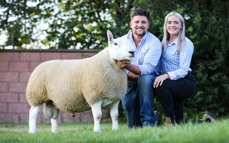 ROYAL WELSH SHOW: Young breeders buckle up for Royal Welsh Show  