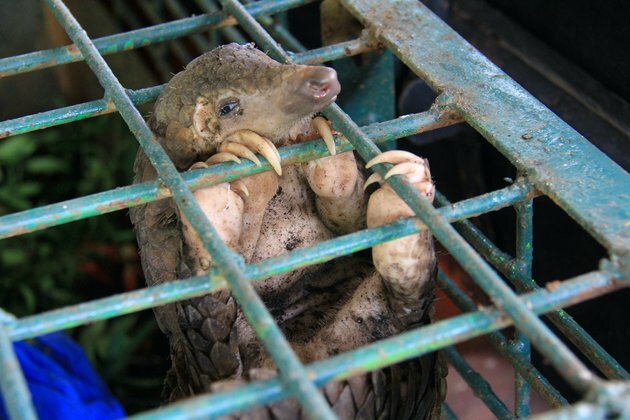 How can we stop people wanting to buy illegal wildlife products?