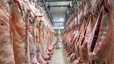 A WA abattoir has closed and Labor's live sheep export policy is coping the blame. 