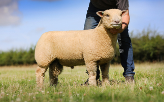 Southdowns hit 2,000gns at Worcester