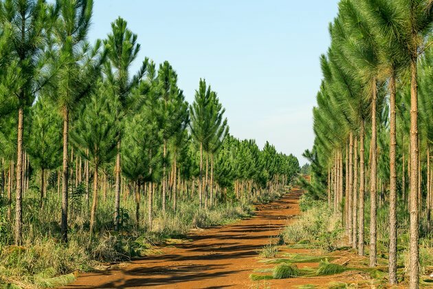 Following a fungus from genes to tree disease: a journey in science