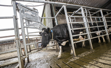 Partner Insight: Automatic segregation for efficient accurate and safe cow control 