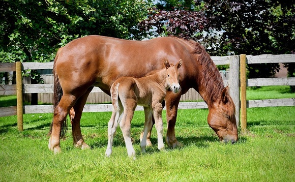 Filly foal born using sexed semen gives hope to rare breeds