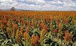 Heat hurting sorghum crops