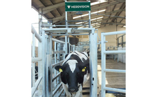 Partner Insight: 3D camera revolutionises cow health and productivity 