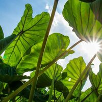 The Food Basket announces Mlama Da Farmer grant awardees