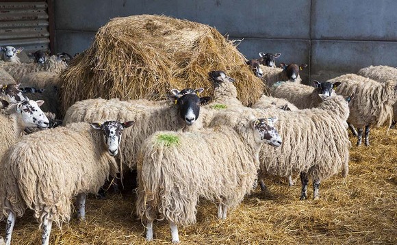 Pre-lambing nutrition offers long term gains
