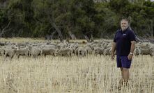  Katanning Research Facility farm manager Gavin D’Adhemar with the Rylington Merino flock. Image courtesy DPIRD.