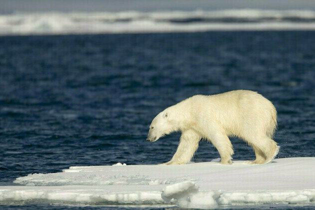 US eyes Arctic cooperation with Gazprom  Bloomberg