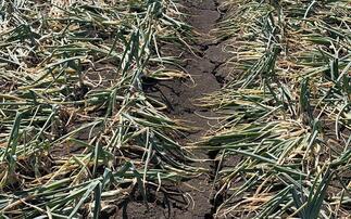 'Most challenging season ever encountered' by onion sector