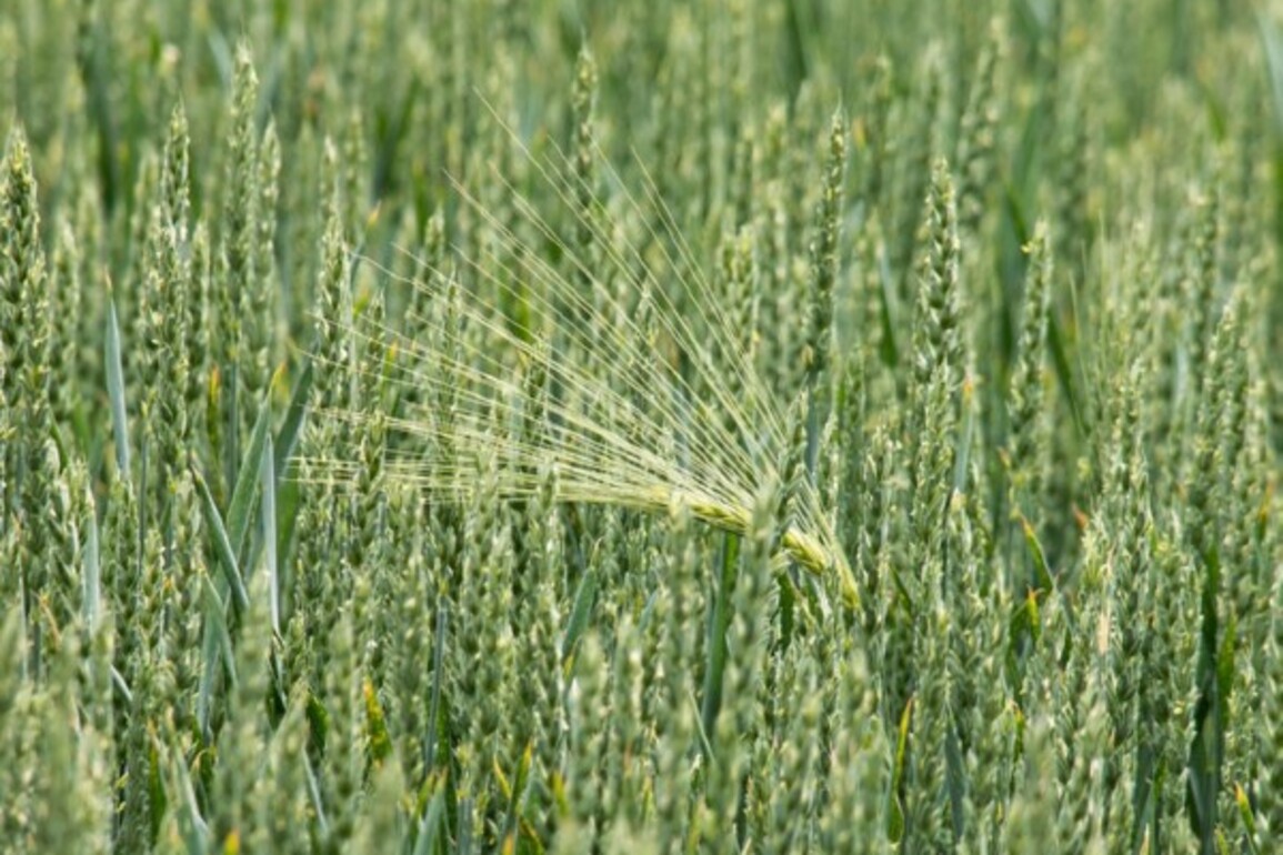 Monsoon rainfall 4% above normal as of June 24, Kharif sowing progressing well